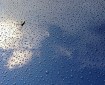 Reflection of clouds through raindrops.