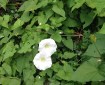 Hedge bindweed or bellbind (Calystegia sepium) with its pure white trumpet flower