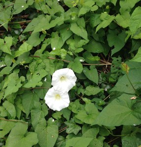 Hedge bindweed or bellbind (Calystegia sepium) with its pure white trumpet flower.