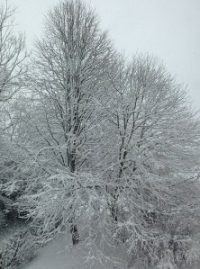 Snow on Trees. © BPG Snow on Trees. © BPG