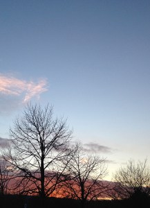Winter sky and trees towards Totnes © RSR