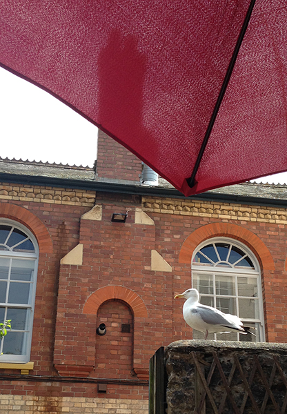 Seagull in Totnes.