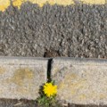 Kerb with dandelion