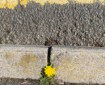 Kerb with dandelion