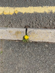 Kerb with dandelion 