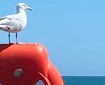 Seagull looking out to sea