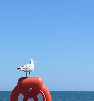 Seagull looking out to sea.