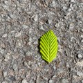 Leaf on the ground