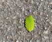 Leaf on the ground