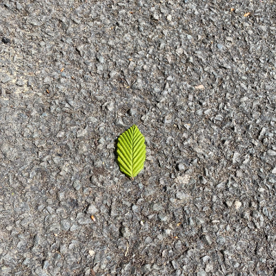 Leaf on the ground