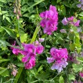 Sweet peas.