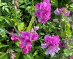 Sweet peas.