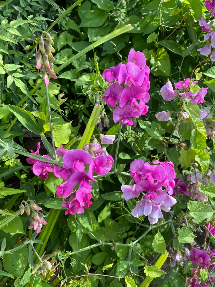 Sweet peas.