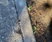 Kerbside growth