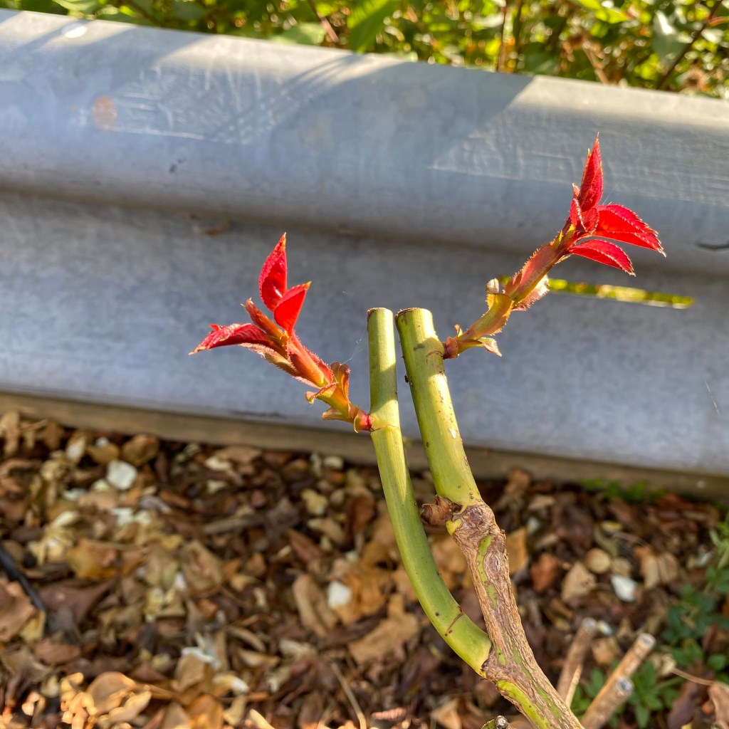 Rose shoots.