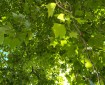 Sunlight and Green Leaves.