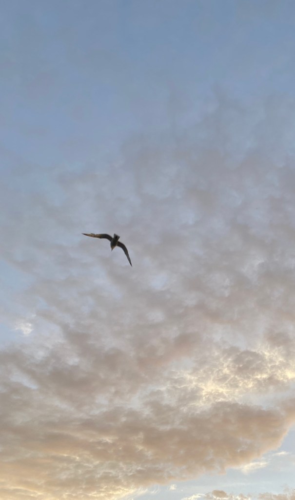 Seagull in the sky