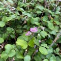 Pink flower on green leaves.