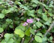 Pink flower on green leaves.