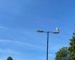 Seagull on a lamppost.