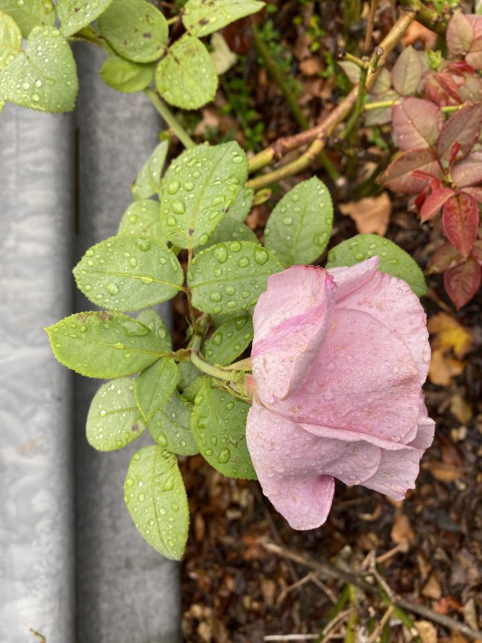 A pink rose after the rain.