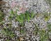Green on Gravel. (Hemp Agrimony)