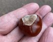 A Conker.