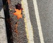 Leaf by the kerb