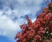 Red Leaves, Blue and White Sky.