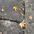 Some Leaves on the Pavement.