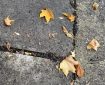 Some Leaves on the Pavement.