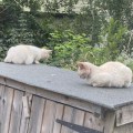 Cats on a Shed.