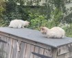 Cats on a Shed.
