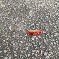 A Red Leaf on the Pavement.