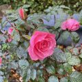 Heavy Rain on a Late Rose.