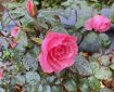 Heavy Rain on a Late Rose.