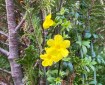 Yellow flower on green leaves.