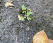 Plant growing in concrete.