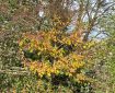 Sycamore tree with golden leaves in the wind.