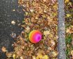 Multicolour Ball in Autumn Leaves.