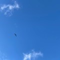 Bird in the sky