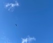 Bird in the sky