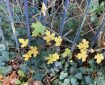 Yellow leaves amongst the Ivy.