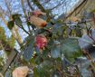 Roses after the frost.