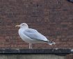 Seagull on a Roof.