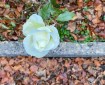 White Rose and Autumn Leaves.