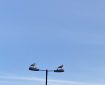Two Seagulls up a lamppost.