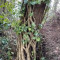 Vines on a tree trunk.