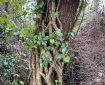 Vines on a tree trunk.