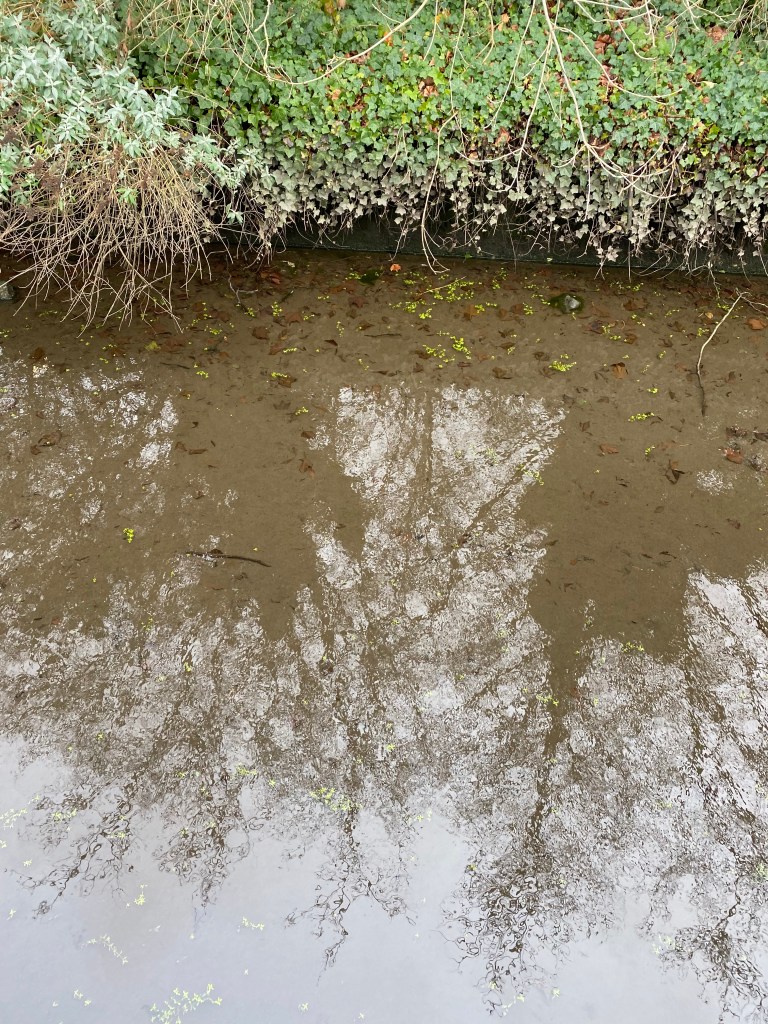Reflections in Totnes Leat. 